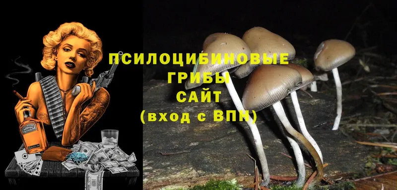 Псилоцибиновые грибы Psilocybe  Ртищево 